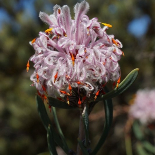 Petrophile linearis